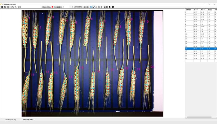 萬(wàn)深SC-T型小麥穗形粒數(shù)考種儀，又稱(chēng)麥穗考種儀，麥穗形態(tài)測(cè)量?jī)x，麥穗形態(tài)分析儀。由800萬(wàn)像素自動(dòng)對(duì)焦拍攝箱體、智能化小麥穗形粒數(shù)測(cè)長(zhǎng)考種分析軟件、麥穗放置與尺寸標(biāo)定板等組成。是免培訓(xùn)的傻瓜式分析儀，專(zhuān)用于小麥快速測(cè)產(chǎn)與育種考種。